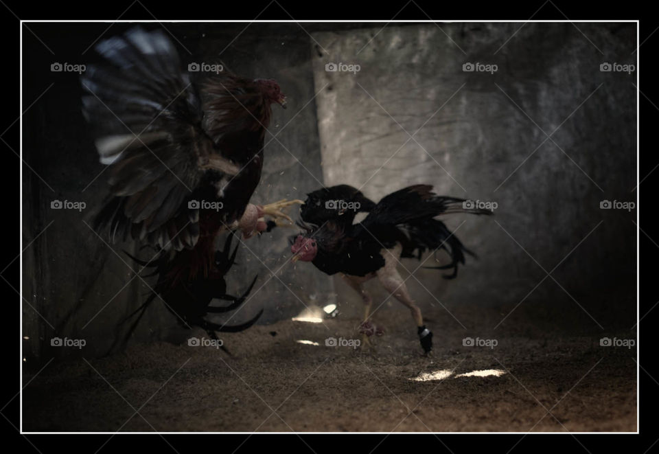 Cockfighting 