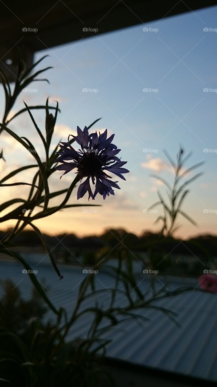 Flowers silhouette in balcony