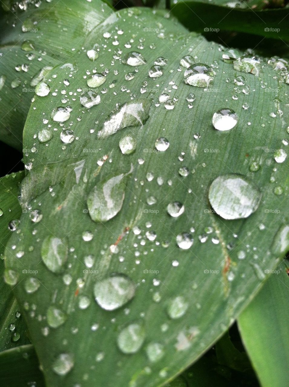 Rain drops on hosta plant 