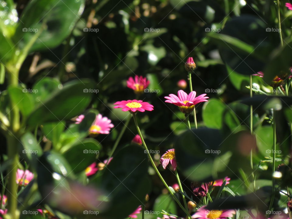 Pink Flowers