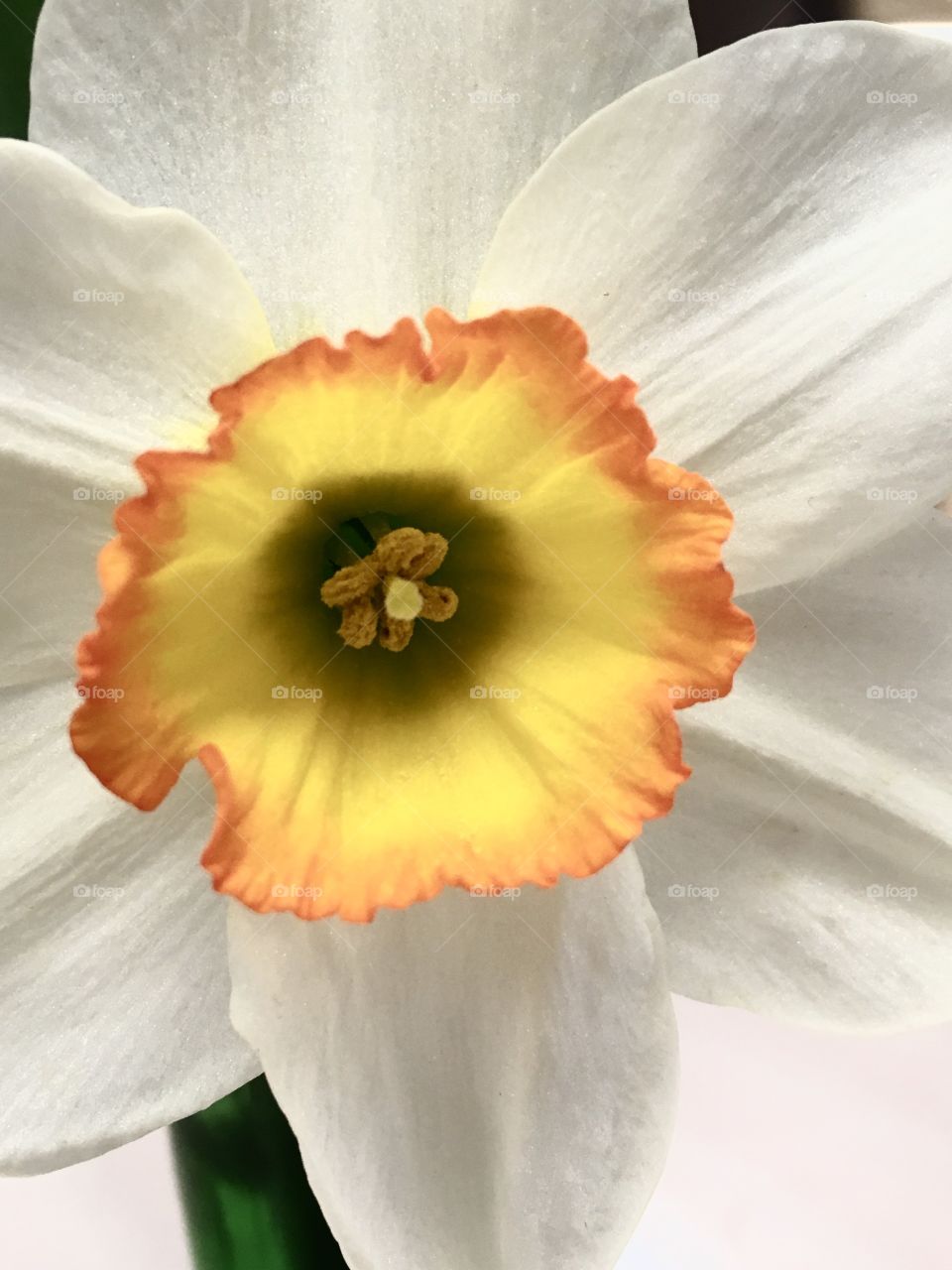 The daffodil 