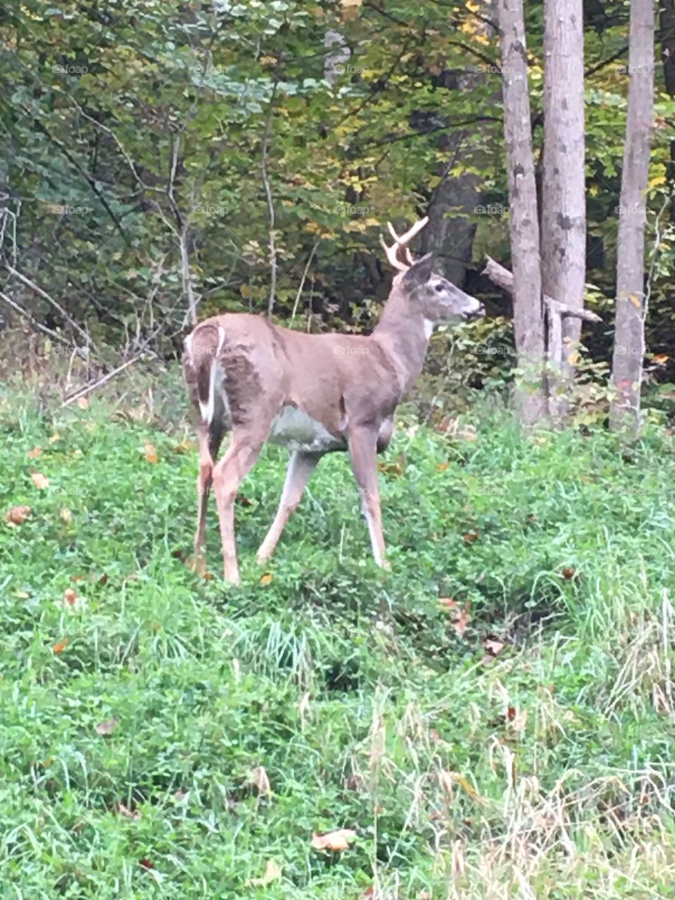 Buck along the side of the road 
