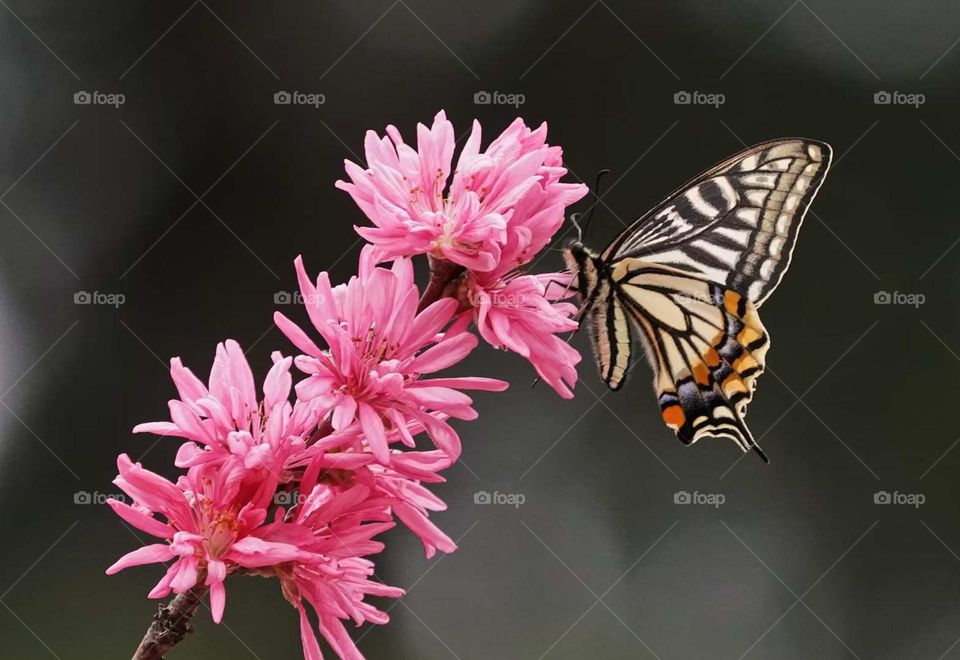 butterfly of flower