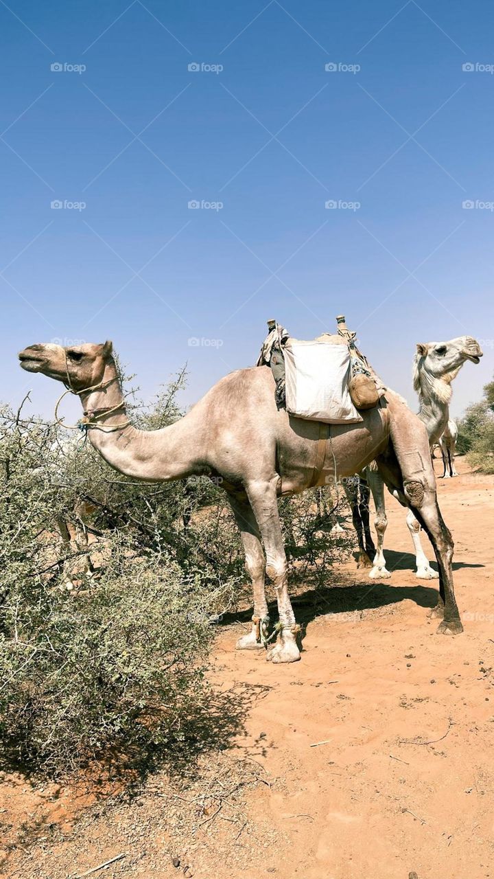 camel