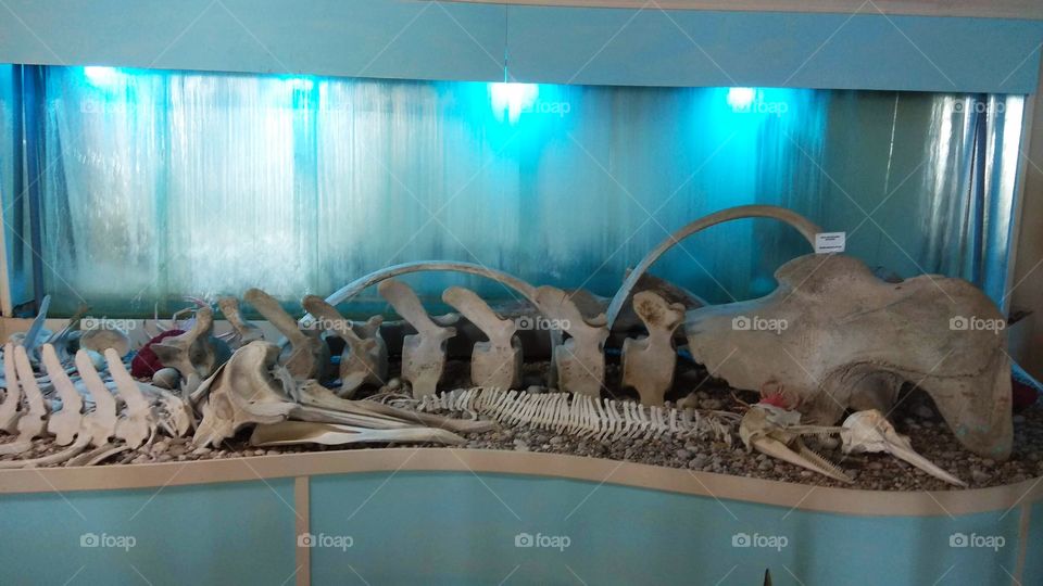 Shell museum - skeleton of the whale