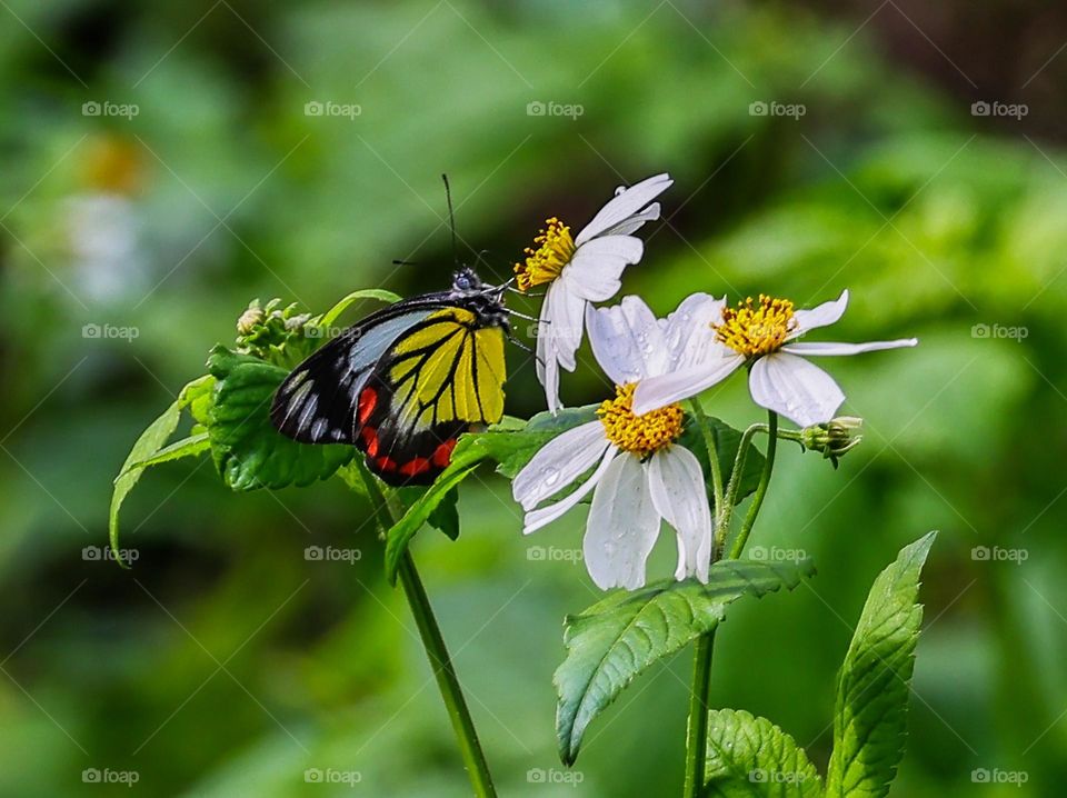 Beautiful and cute butterfly