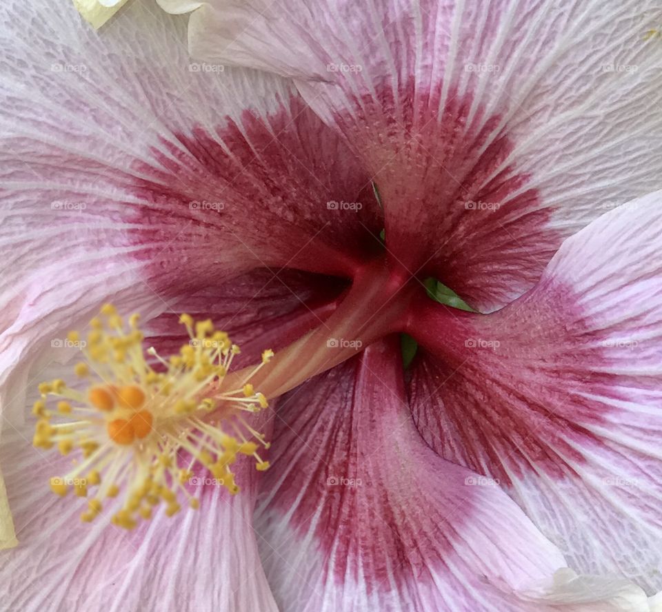 Close up flowers 