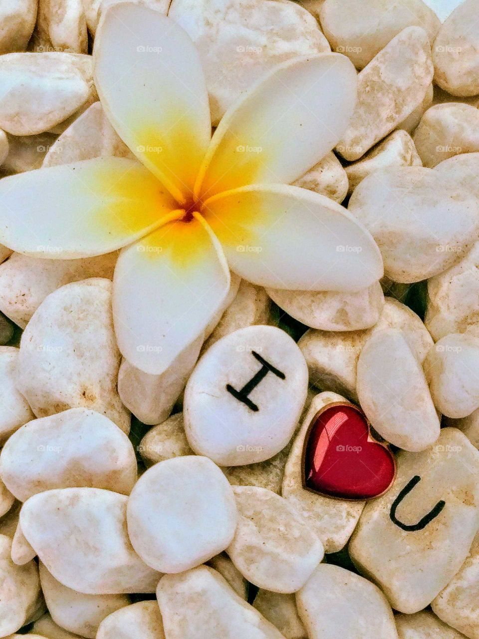 Frangipani flower on pebble background with heart