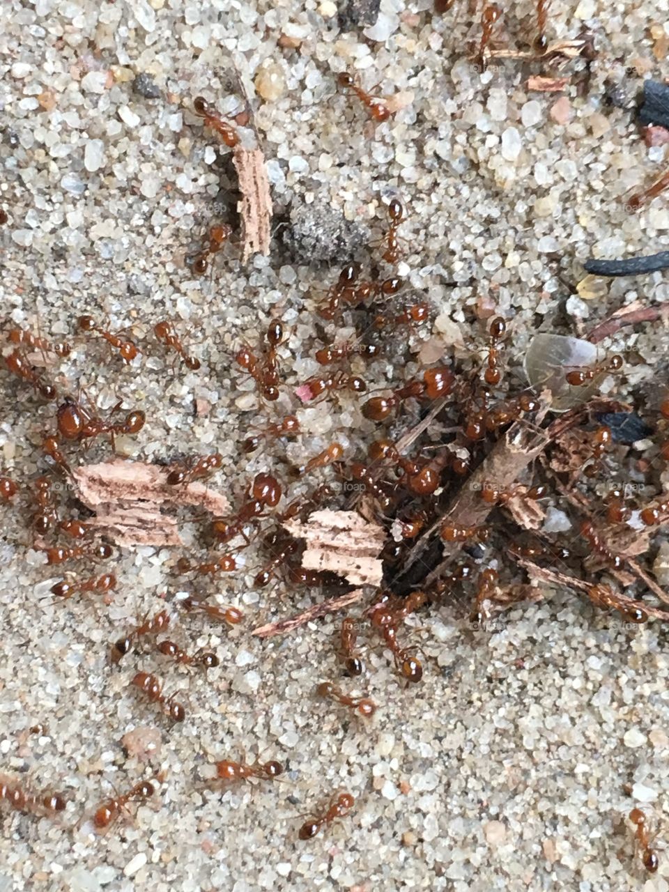 Ants saving there foods cause rain 🌧 season will be started