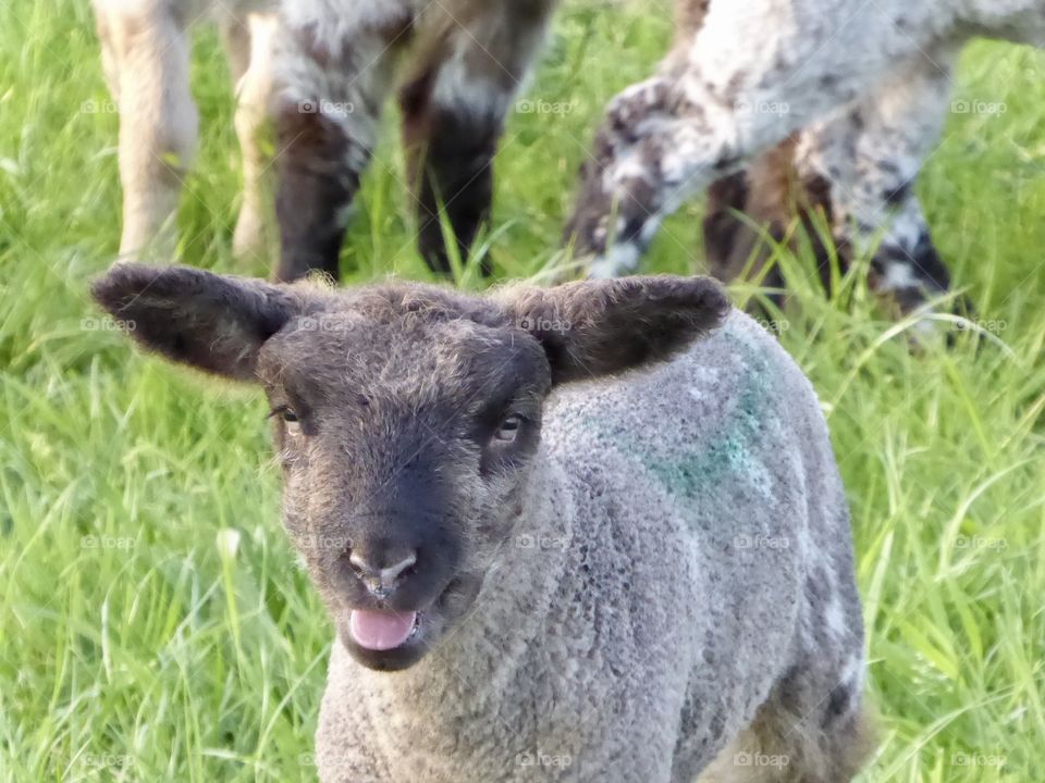Cute Lamb 