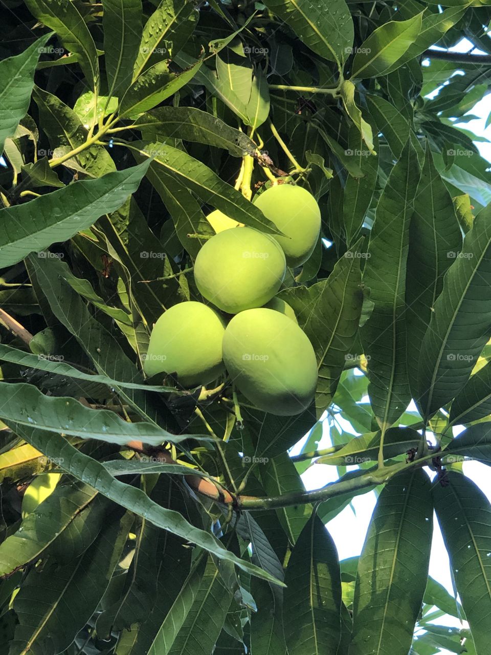 Mango in my garden 
