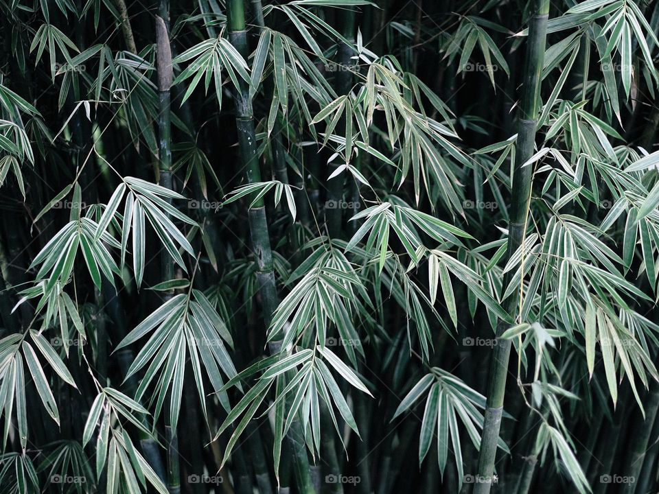 Close-up of bamboo leaves