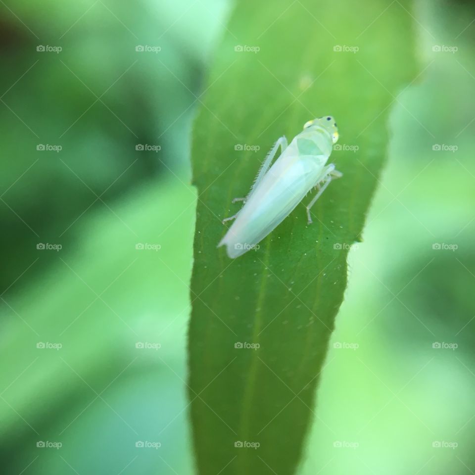 Jumping bug on leaf