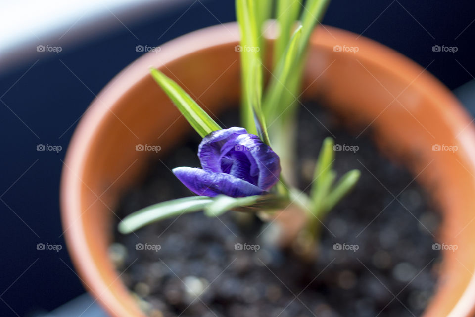 Close-up of crocus