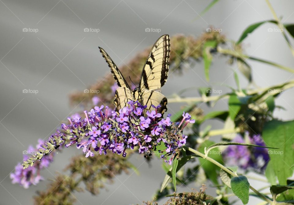 Butterfly on purple flower 