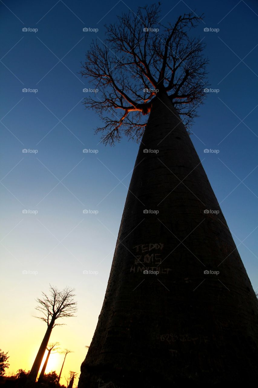 Baobabs at sunset