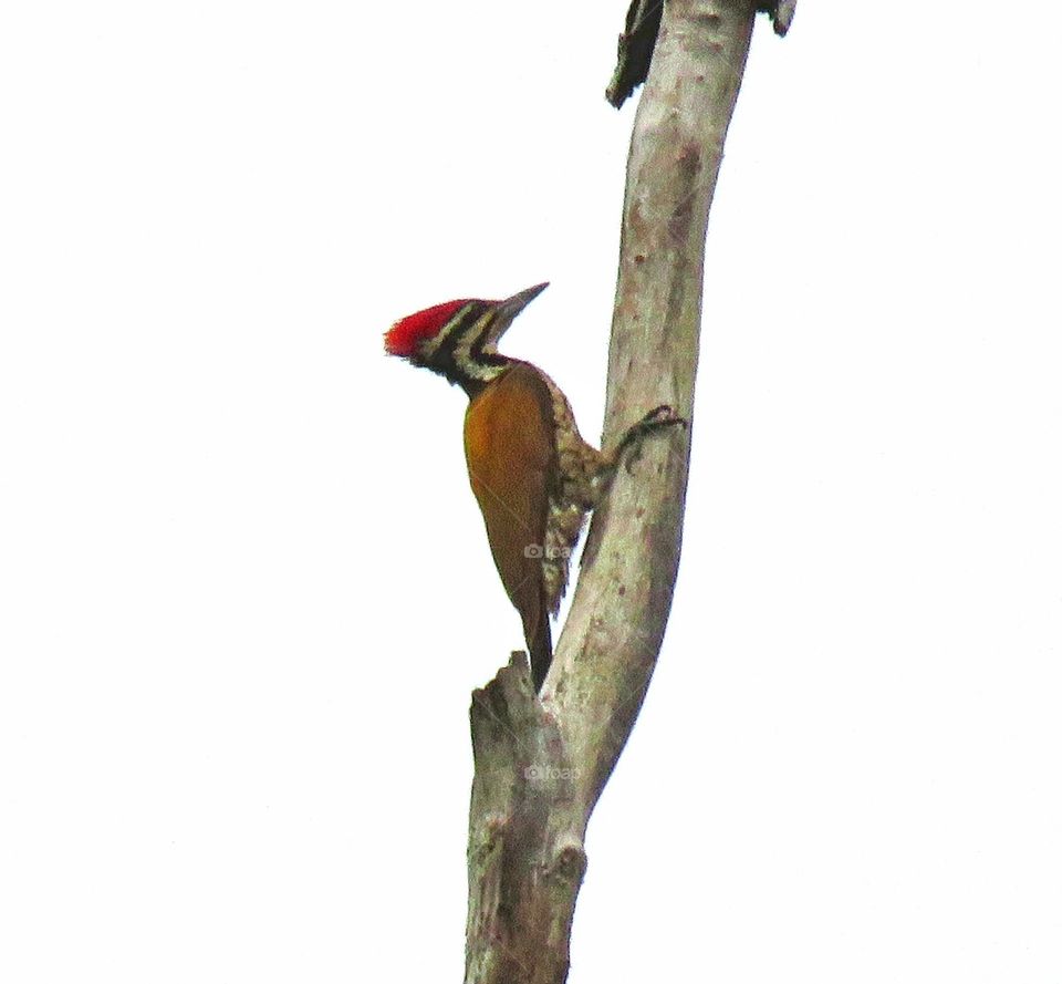 "axe bird" given name in Thailand