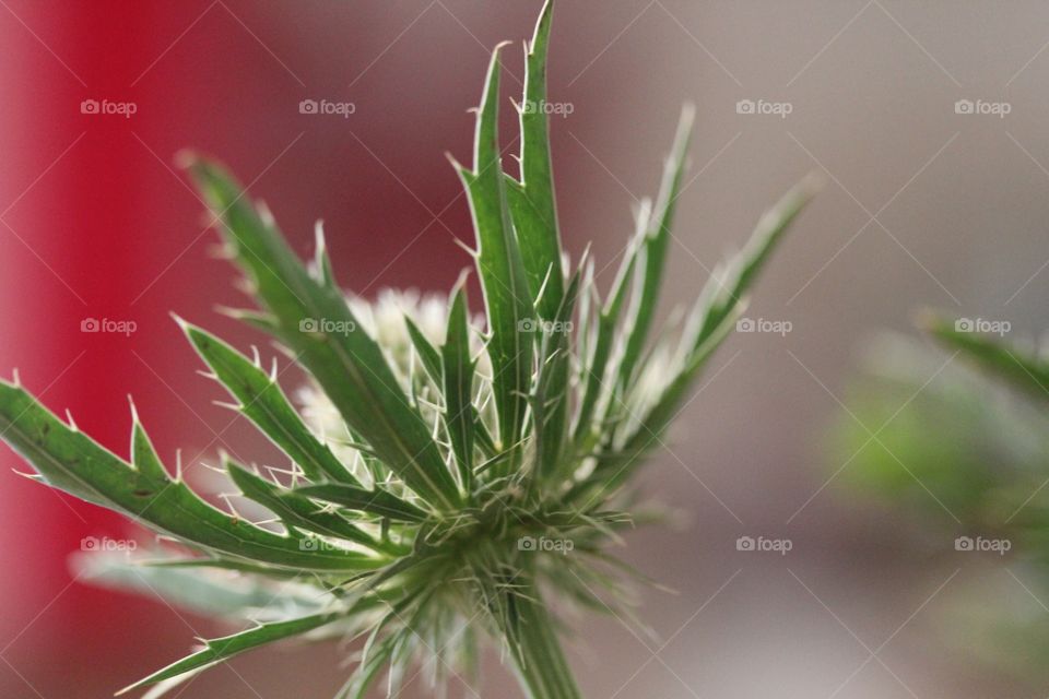 Close-up of thistle flower