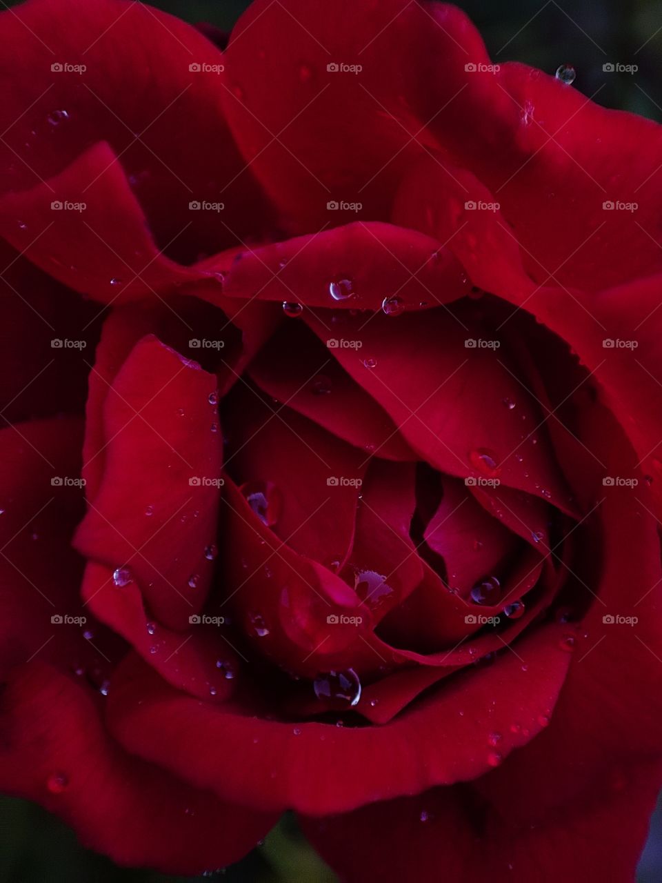 water drops on red rose