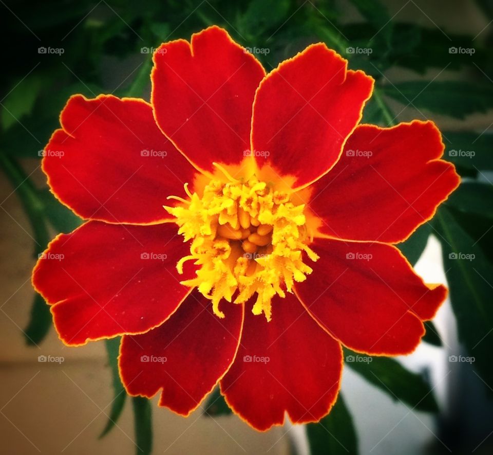 Marigold . In the orient red is good luck.