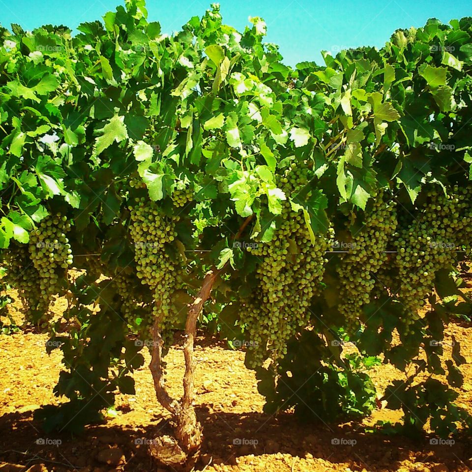 High occupancy. Vineyard, Campo de Criptana, La Mancha