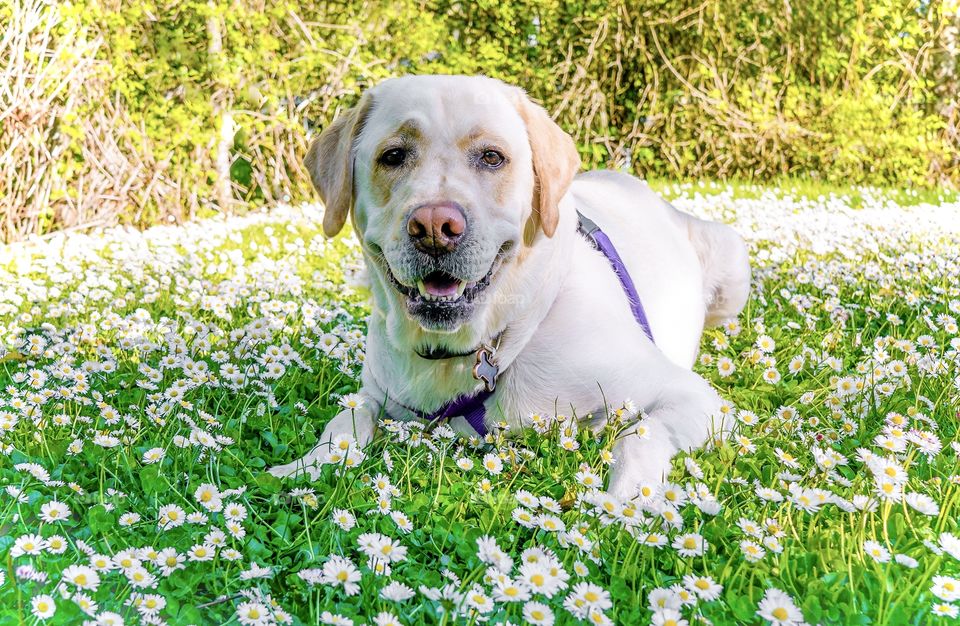 White dog on white daisies 