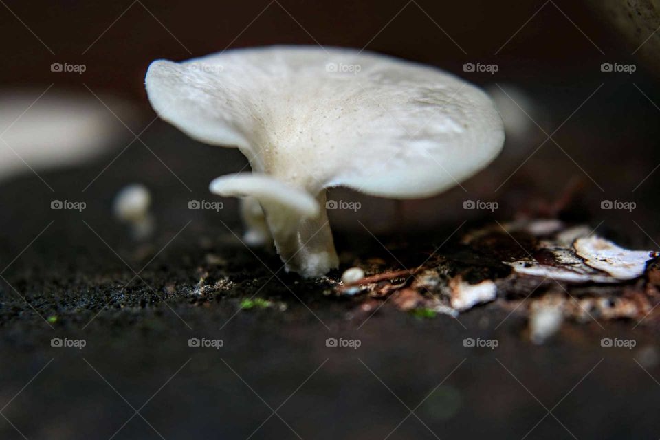 Tiny mushroom
