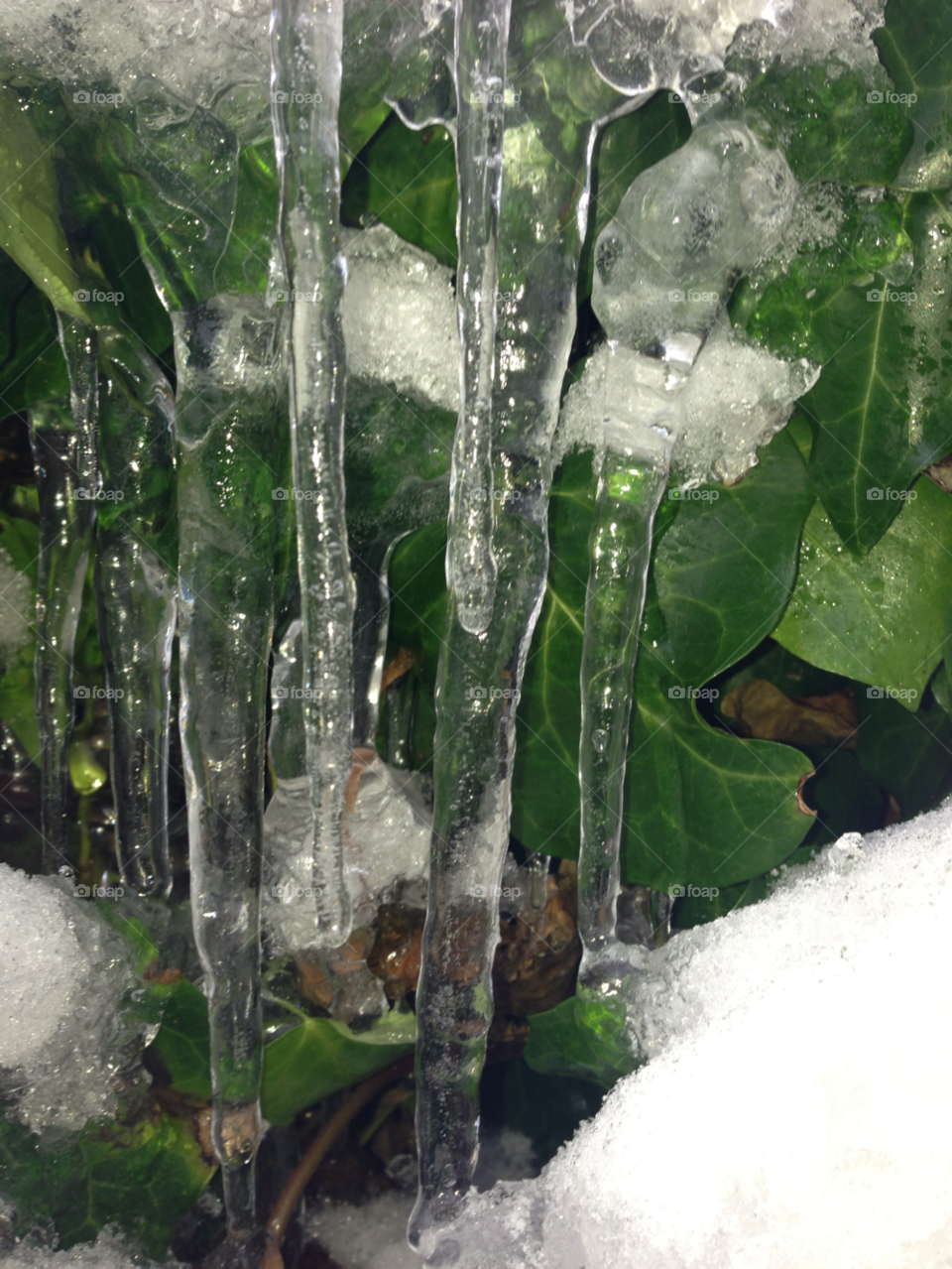 my back garden in birmingham icicles formed on on a bush in my garden taken by my iphone by mbarratt85