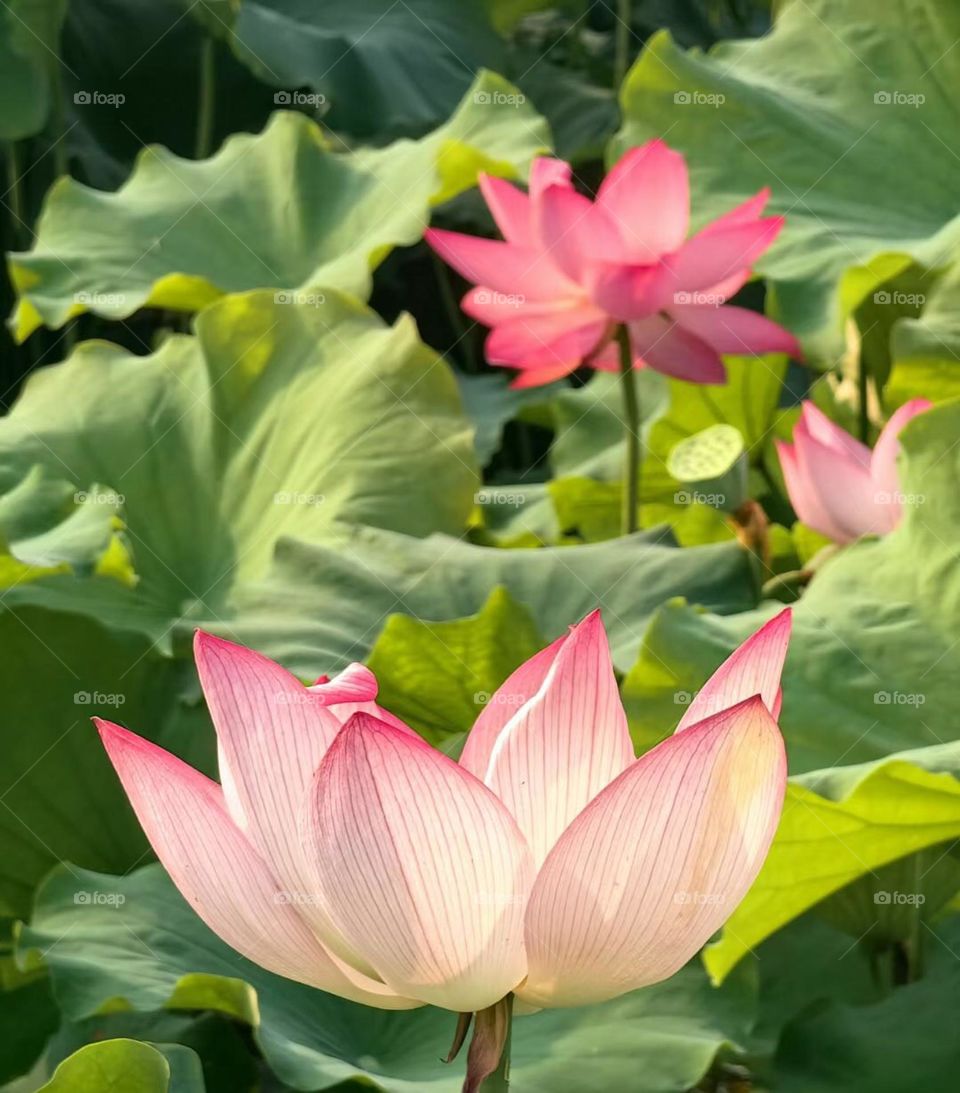 Full of lotus pond is to give you the romance of summer.