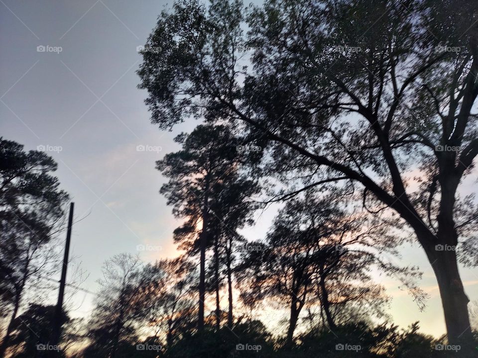 Trees with a pastel,colorful Skyline background ! :)