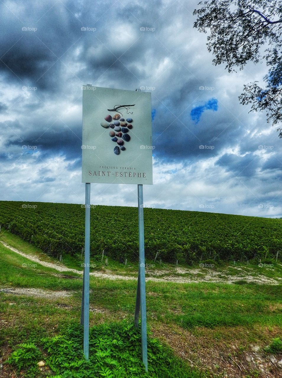 Le vignoble bordelais 