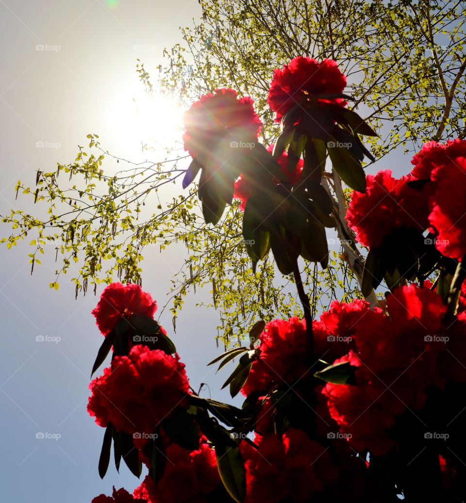 Red Rhodies Sunburst . sun rays in April