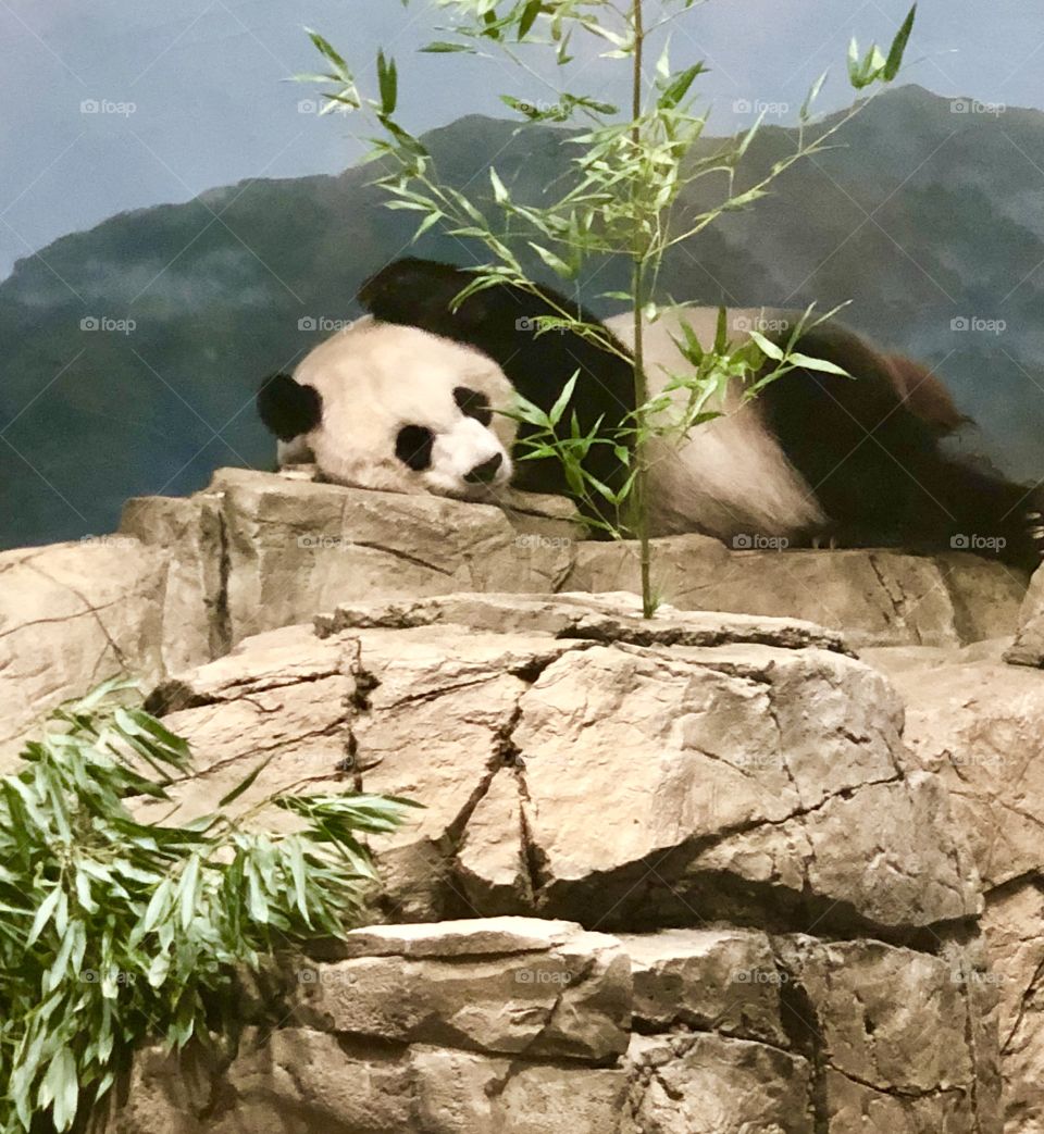 Panda sleeping at dc zoo