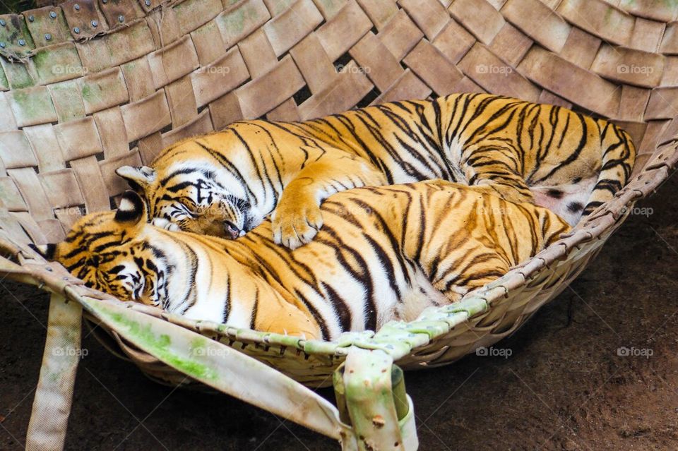 Lazy tigers