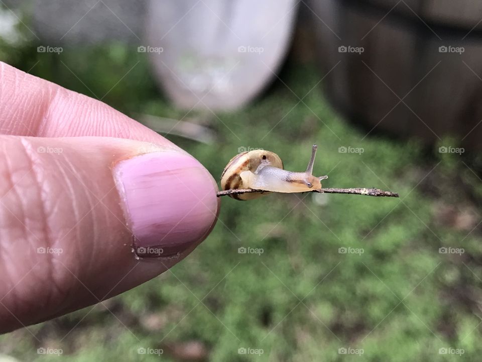Tiny snail on a tiny stick