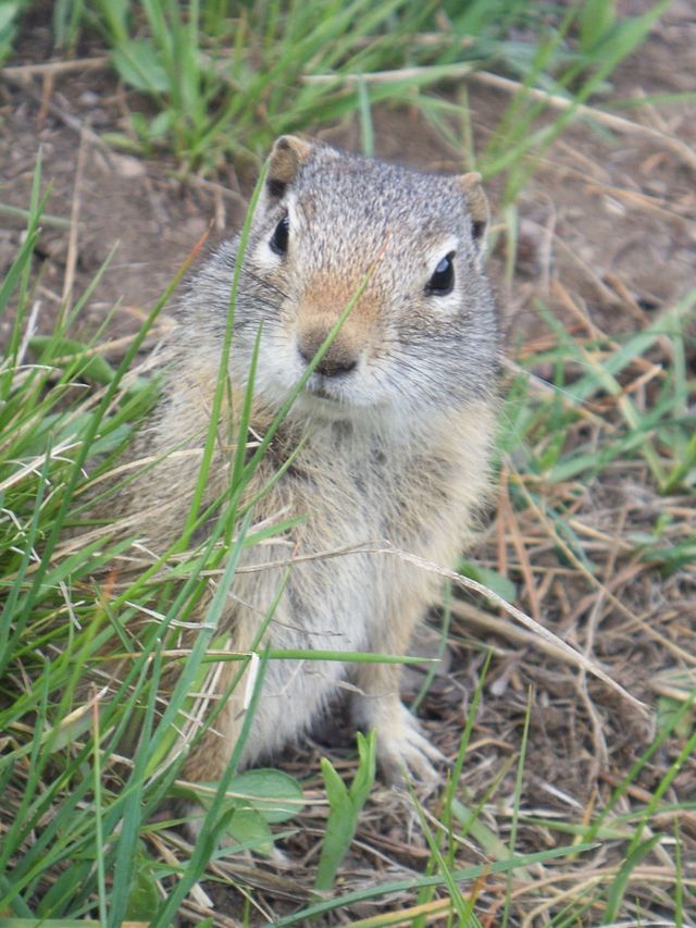 prairie dog