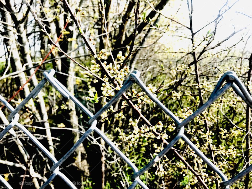 Freshly new buds and leaves forming on trees in large wooded area full of trees! 