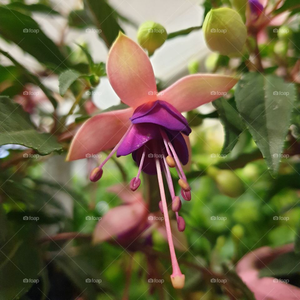 Amazing combination of purple and pink in a flower