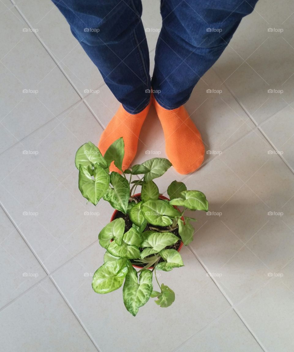 potted ivy on tile at feet with orange socks