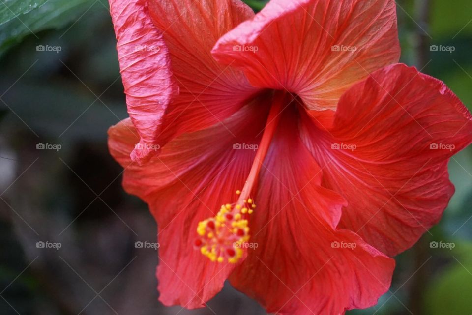 This beautiful tropical hibiscus was planted in my front yard by my grandmother. 