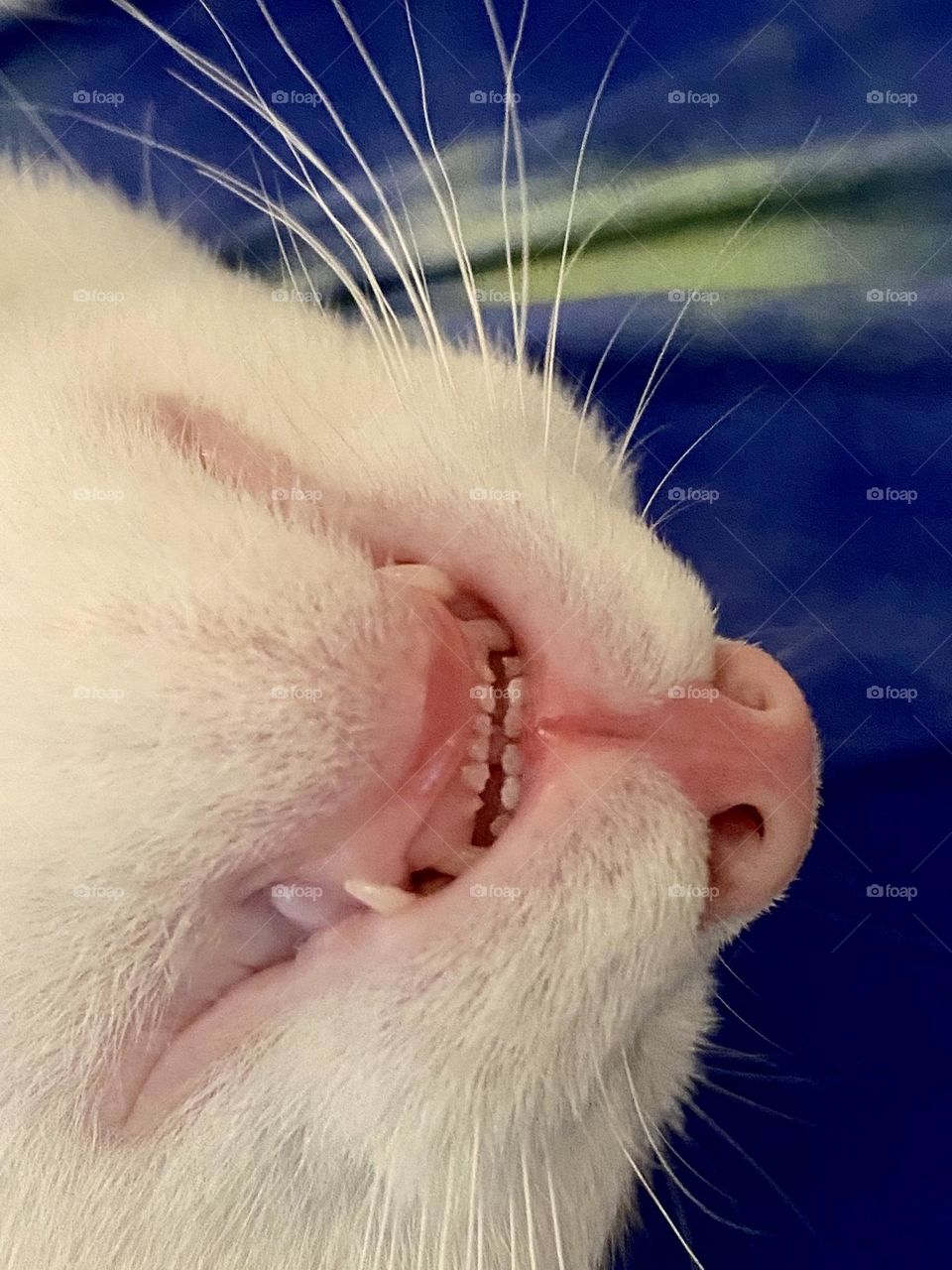 A cute kitten sleeping with its mouth open 