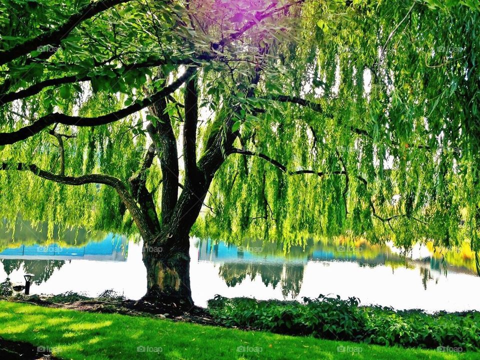 Stroll around the lake 