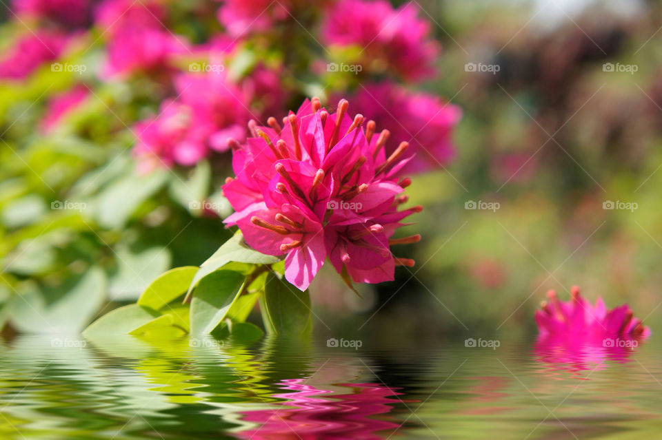 garden nature pink flower by kbuntu