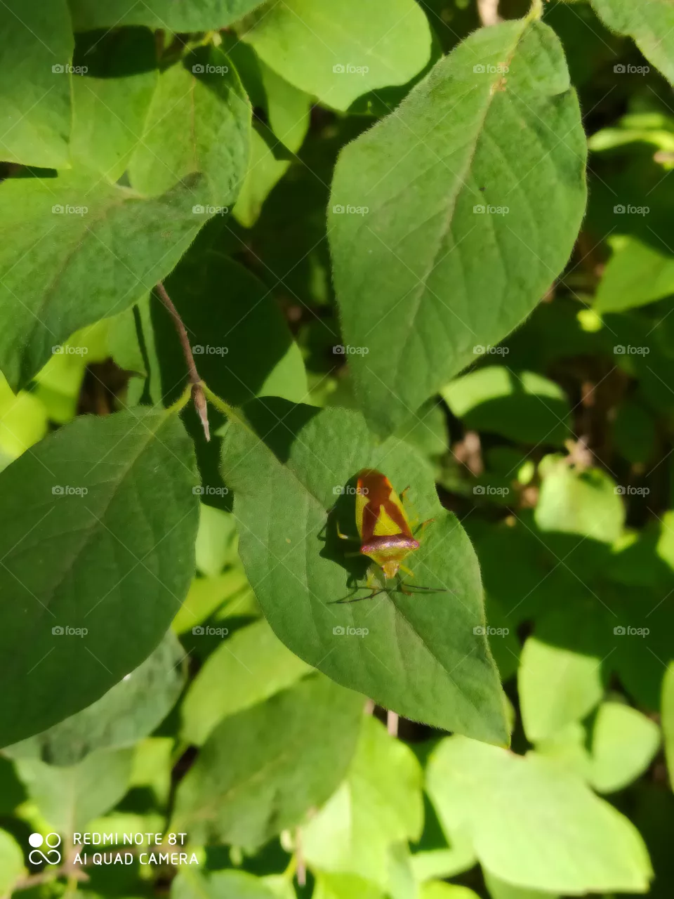 bug