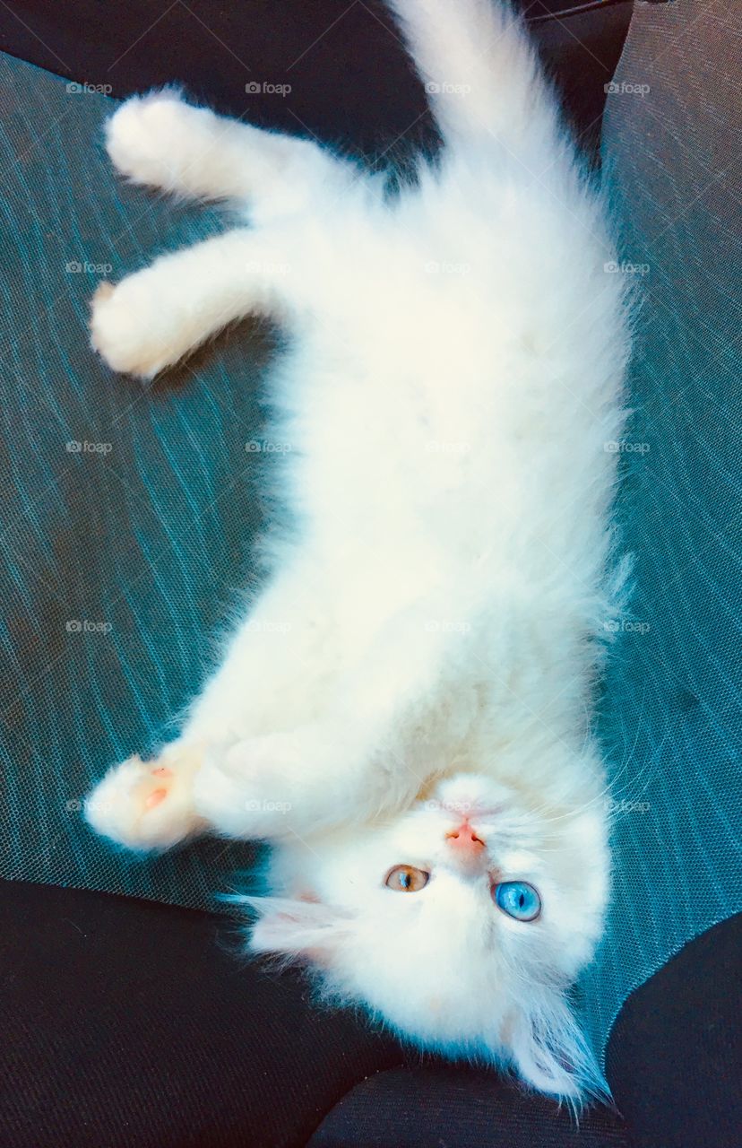 Lindo gato de olhos coloridos fazendo charme 