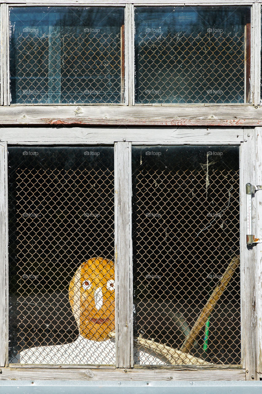 a stylized human face looks out of a window covered by a wire mesh
