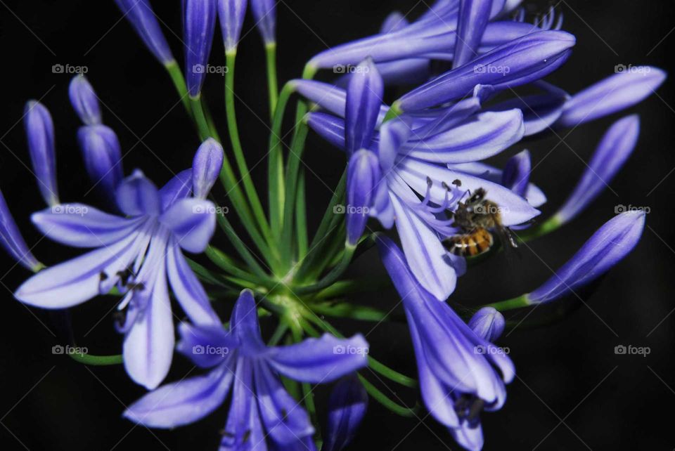 The bee on the purple agaphanthus in the garden