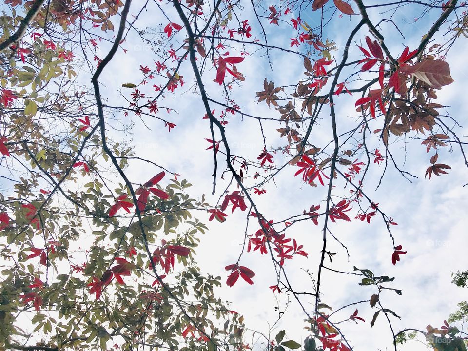 Leaf in autumn season 