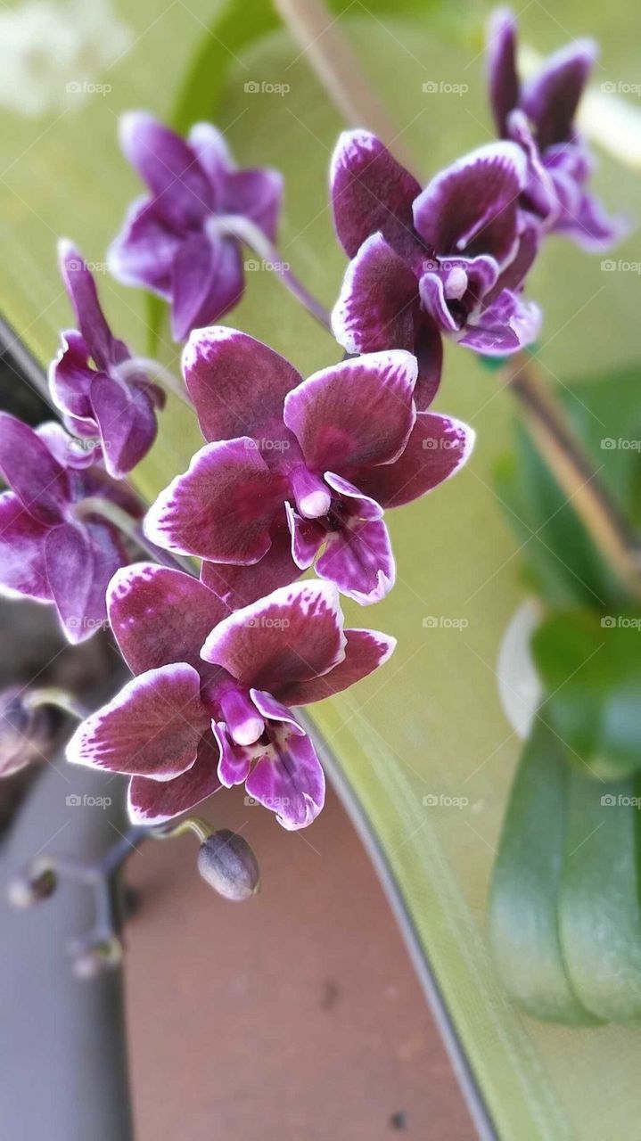 Nature, Flora, Flower, No Person, Blooming