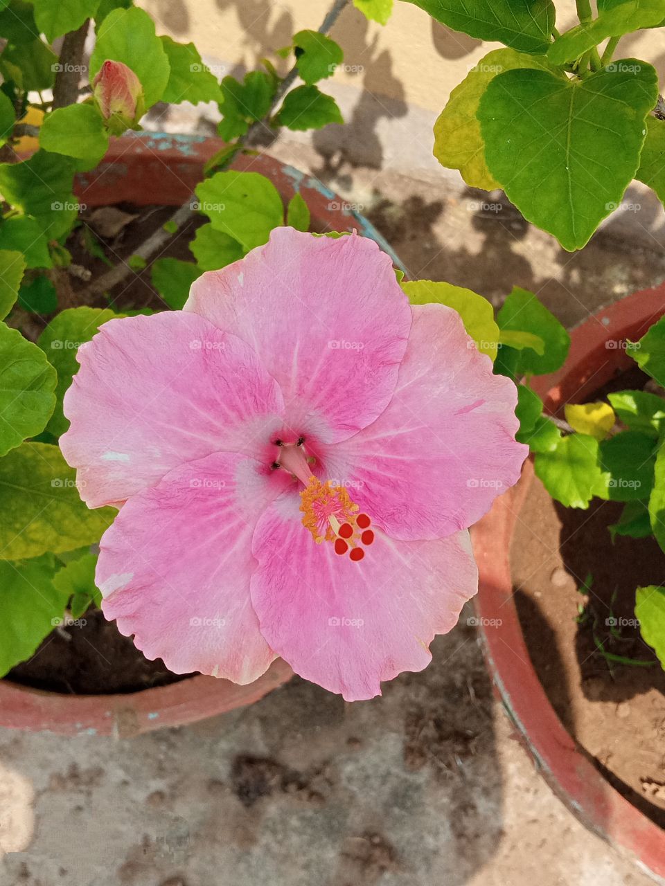 beautiful pink hibiscus🌺 flower🌺🌻🌹🌷 in our garden